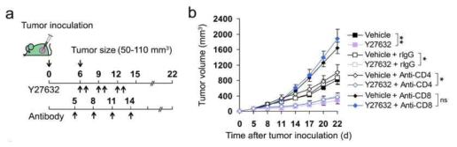 CD8 T cell에 의존적인 ROCK 저해제 항암효과