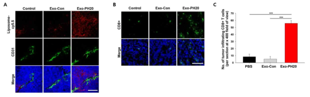 Exo-PH20 처리에 의한 나노입자 (A) 및 CD8 T세포 (B, C) 침투 증가