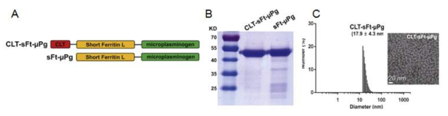 (A) 나노케이지의 대장균 발현 벡터 모식도 (B,C) 혈전용해성 나노케이지 특성 분석 (SDS-PAGE, DLS, TEM)
