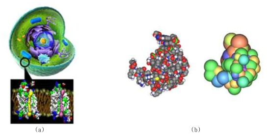 빅 모델 Voronoi diagram. (a) 세포 (1014 개의 원자로 구성), (b) 단백질의 van der Waals 모델과 각 residue의 minimum enclosing sphere의 다중 해상도 모델
