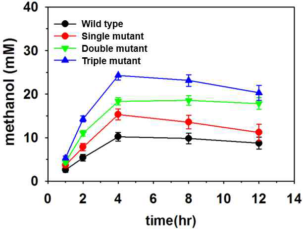 야생균주와 고활성 돌연변이 균주(single, double, triple mutant)의 시간에 따른 메탄올 생산량 비교