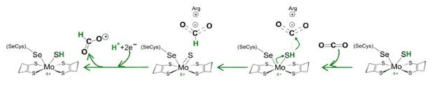 FDH 기반 이산화탄소 환원반응을 통한 formate 생성을 위한 반응 기작