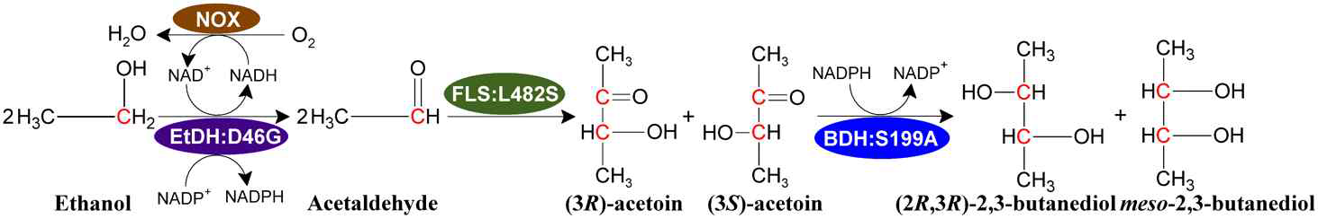 Artificial reaction cascade: 2,3BD production from ethanol