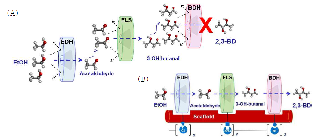 에탄올로부터 BD 생산을 위한 protein scaffold. (A) Free enzyme 조합의 낮은 BD 생산성 사유: diffusion 및 긴 transient time, (B) EDH, FLS, BDH 등으로 구성된 BD 생산을 위한 scaffold로서 보다 효율적이고 안정적인 효소 반응이 가능
