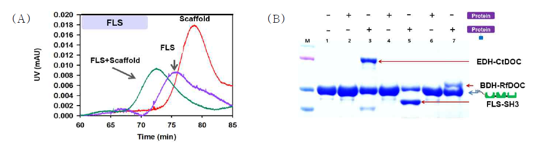 Construction of protein scaffold for BD production from EtOH. (A) Confirmation of binding between target protein and protein scaffold by FPLC. Red line shows Scaffoldin only; Purple line shows FLS only; Green line shows FLS binding to scaffoldin. (B) Confirmation of ligand binding using Pull-Down. Lane 1: Scaffoldin only; Lane 2: Scaffoldin + EDH; Lane 3: Scaffoldin + EDH-CtDOC; Lane 4: Scaffoldin + FLS; Lane 5: Scaffoldin + FLS-SH3; Lane 6: Scaffoldin + BDH; Lane 7: Scaffoldin + BDH-RfDOC