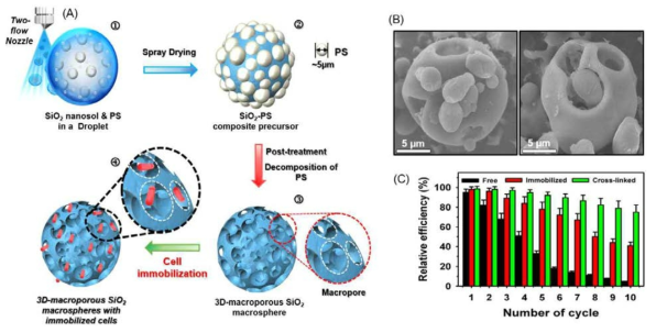Immobilization of yeast cells on the 3D-microporous SiO2 macrospheres. (A) Scheme for preparation of 3D-microporous SiO2 structure, (B) FE-SEM of the yeast immobilized on the 3D-microporous SiO2 structure. (C) Reusability of the immobilized methanotrophs