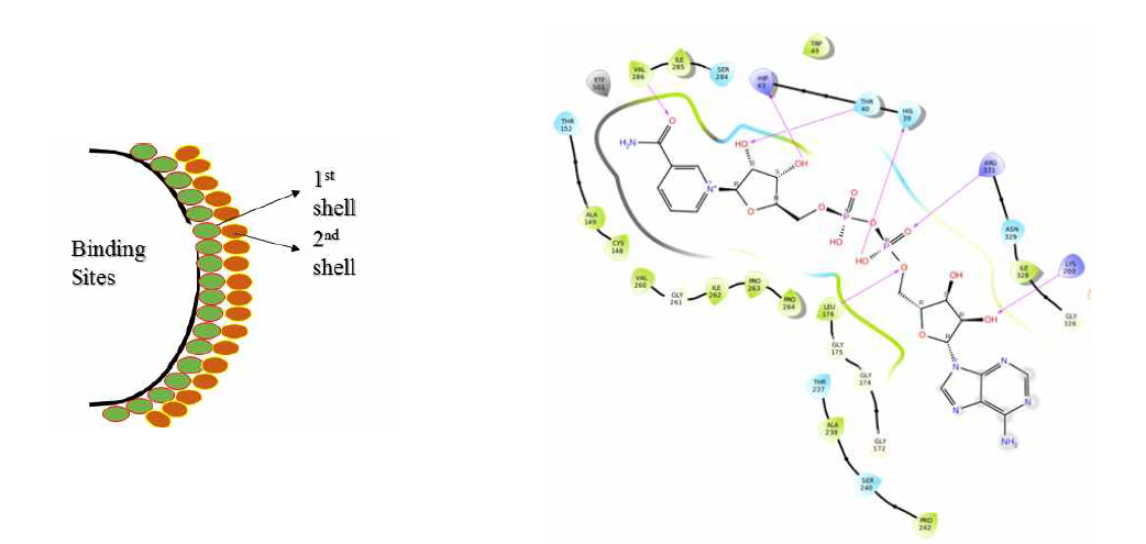 NAD+/NADH 기반 MDH 생촉매의 binding sites 및 shells에 대한 schematic diagram. 1st shell에 해당하는 residues를 오른쪽 그림에 표시하였음