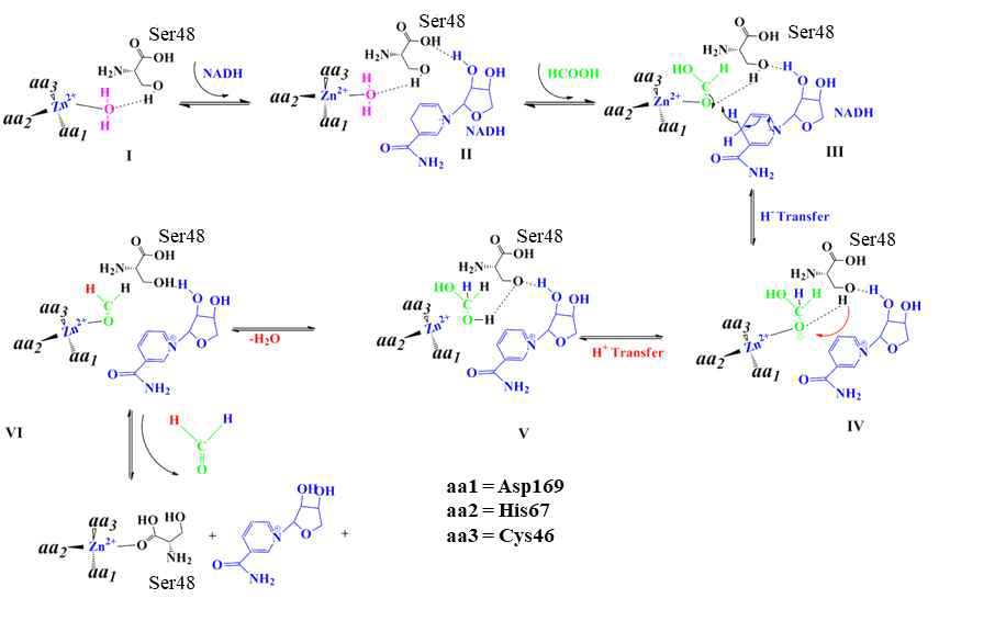 Proposed BmFaldDH catalyzed reaction mechanism for the reduction of formate to formaldehyde. (I), Four amino acids coordinated to zinc metal, dissociation of amino acid by water molecule. (II), NADH bind with amino acid residues. (III), displacement of zinc-bound water by formate substrate. (IV), hydride ion transfer from NADH followed by protonation from amino acid (ser49). (V) formation of methylene glycol followed by water molecule elimination