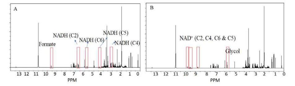 1H-NMR spectrum for enzyme catalyzed reaction intermediates. A 1H NMR peaks for both starting complex and an intermediate complex is given as Fig. A and B, respectively. (A) The signal at 9.5 ppm (1H) for formate, 6.6 ppm (C2, 1H), 3.2 ppm (C4, 2H), 4.4 ppm (C5, 1H), 5.6 ppm (C6, 1H) for NADH and rest of the peaks corresponding to amino acids. (B) The signal at 5.8 ppm (2H) for methylene glycol, 9.8 ppm (C2, 1H), 9.6 ppm (C4, 1H), 8.7 ppm (C5, 1H), 9.5 ppm (C6, 1H) for NADH and rest of the peaks corresponding to amino acids which are surrounding the central metal atoms