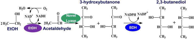 Artificial reaction cascade: 2,3-butanediol production from ethanol and acetaldehyde