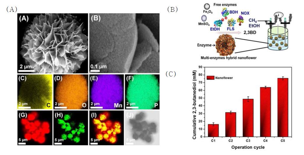 (A) FE-SEM of nanoflowers. (a) FE-SEM in low resolution, (b) FE-SEM in high resolution, (c-f) elemental mapping images, and CLSM images of RBITC labelled (g) EtDH and FLS, (h) FITC labelled BDH, (i) combined image of g and h, and (j) bright field image of Mn-ME (EtDH-FLS-BDH) hybrid nanoflowers synthesized using 0.25 mg mL-1 of total protein and 2 mM of MnSO4 in 50 mL of phosphate-buffered saline solution (10 mM, pH 7.4) for incubation of 24 h at 4 oC. (B) Schematic diagram of multi-enzyme hybrid nanoflower reactor. (C) Cumulative 23BD production from ethanol and acetaldehyde by multi-enzyme hybrid nanoflower reactor