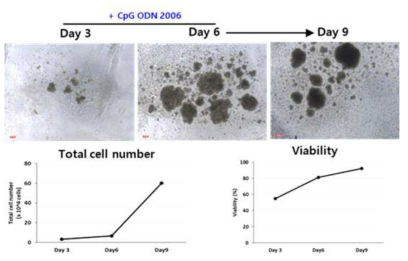 B cell 배양 후 cell number 및 viability 분석