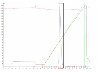 Capto SP ImpRes(CIEX)를 이용한 항체 단백질 정제. 단백질 분획 pooling 구간은 빨간색 box로 표시하였다(1B4-1B6). 파란색 선은 280 nm에서의 흡광도(mAU), 분홍색 선은 pH, 갈색 선은 전도도 (mS/Cm)로 나타냄