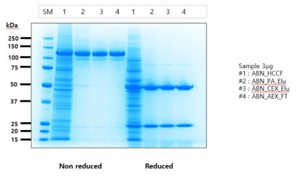 SDS-PAGE 분석 결과. 각 단계별 pooling단백질을 각각 3 ug씩 loading 하였다. SM: size marker, 1-4: 단계별 pooling 단백질
