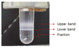 Ultracentrifuge를 이용한 Iodixanol density gradient 확인