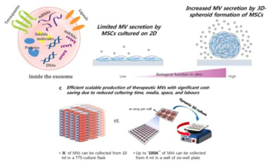 엑소좀의 모식도 및 분비량을 늘리기 위한 방법