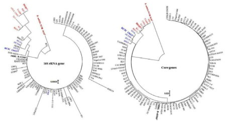 B. amyloliquefacien 그룹 균주들의 16S rRNA 염기서열 (좌), core-genome(우)을 사용하여 제작한 계통수