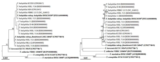 T. halophilus 균주와 그와 계통학적으로 매우 가까운 균주들의 16S rRNA 유전자(좌)와 Core-genome(우)을 기반으로 작성한 계통수