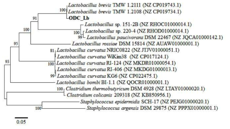 간장에서 발견된 ornithine decarboxylase 유전자의 계통수
