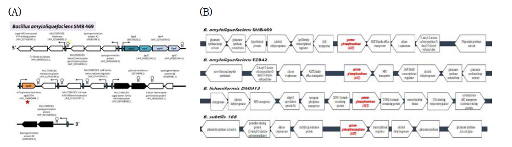 (A) B. amyloliquefaciens 및 (B) 다양한 Bacillus spp.의 γ-PGA 생산·이용 유전자 클러스터