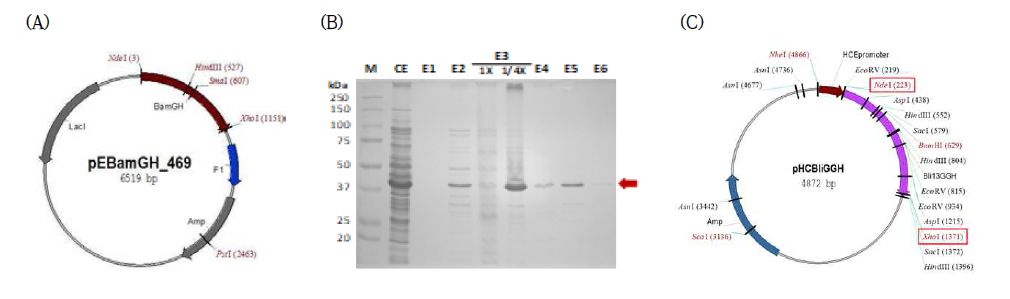 (A) B. amyloliquefaciens GGH 유전자 클로닝 (B) GGH 유전자의 발현 및 정제 (C) B. licheniformis GGH 유전자 클로닝