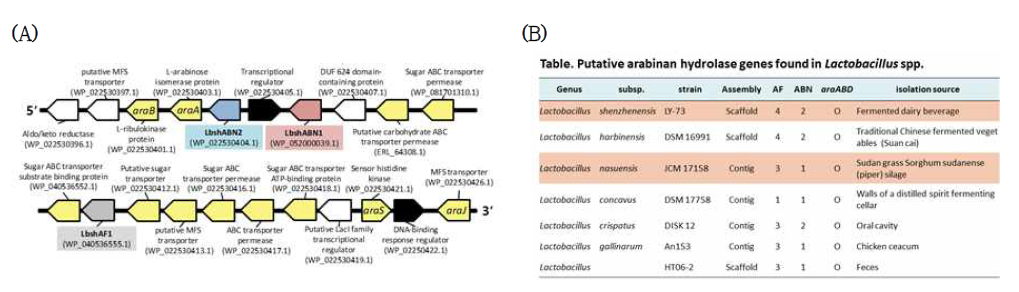 (A) Lb. shenzhenensis 유래 다양한 arabinan 분해효소 유전자 클러스터의 구조 (B) 다양한 Lactobacillus spp. 의 arabinan 분해효소 유전자 분포 예측