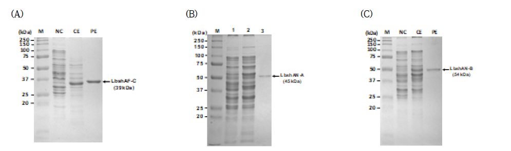 Lb. shenzhenensis 유래 arabinan 분해효소 유전자의 대장균 내 발현 및 정제