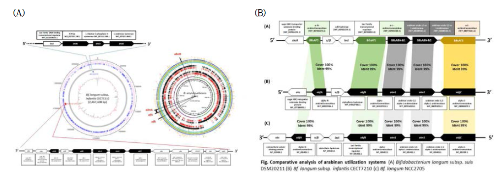 (A) Bifidobacterium longum 및 B. subtilis 의 유전체 비교 (B) 다양한 Bifidobacterium spp. 의 arabinan 분해효소 유전자 분포 및 비교