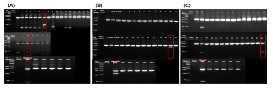 PCR을 이용한 biogenic amines 생성 유전자 검출 (A) Lysine decarboxylase gene (ldc) (B) Tyrosine decarboxylase gene (tyrdc) (C) Histidine decarboxylase gene (hdc)