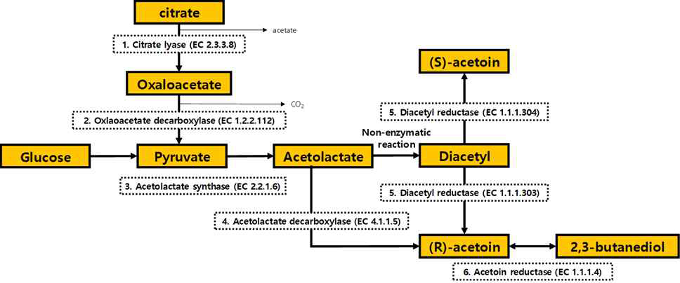 Acetoin 및 diacetyl 생합성 경로 및 관련 효소