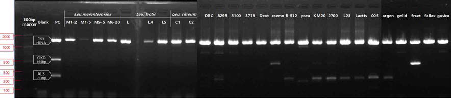 PCR을 이용한 acetoin 및 diacetyl 생합성 효소유전자 검출