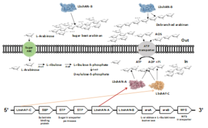 Lb. shenzhenensis arabinan utilization 유전자 클러스터의 구조 및 관련 효소의 작용