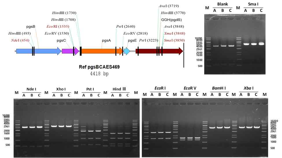 다양한 Bacillus 분리균주의 pgsBCAES 유전자 클러스터 구조 및 PCR 증폭·제한효소 맵핑 (A) B. amyloliquefaciens SMB469 (B) B. amyloliquefaciens SMB538 (C) B. velezensis DK-1