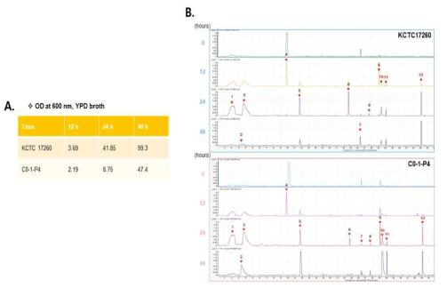 전통장류 균주인 C. versatilis C0-1-P4 와 type strain인 KCTC17260 균주의 배양 시간에 따른 OD600 (A), 향미 프로파일 비교분석 (B)