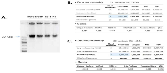 효모의 gDNA 추출(A)을 통해 발효 장류 유래 C. versatilis C0-1-P4 (B) 와 KCTC17260 (C) 유전체 조립 결과