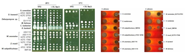 장류 유래 효모 균주들의 37 ℃ 에서의 성장 분석 (A) 과 Rabbit blood agar에서 장류 효모 균주들의 용혈 현상 분석 결과 (B)