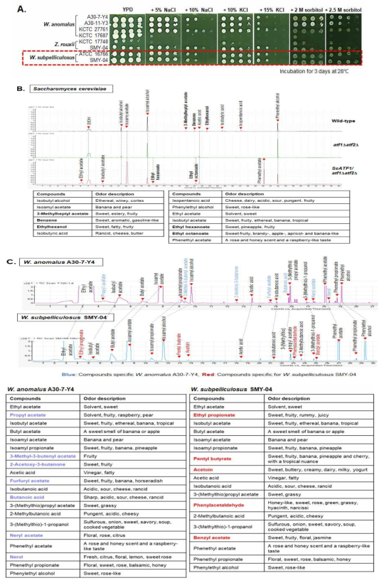 전통장류 효모 W. subpelliculosus의 특성 분석 결과. (A) 전통 장류 유래 W. subpelliculosus SMY-04 균주와 type strain CBS 5767 균주의 내염성 분석 결과 (B) SPME-GC/MS를 통한 모델 효모 S. cerevisiae의 향미 성분 분석 결과 (C) SPME-GC/MS를 통한 전통 장류 유래 W. anomalus A30-7-Y4 균주와 W. subpelliculosus SMY-04 균주의 향미 성분 비교 분석 결과