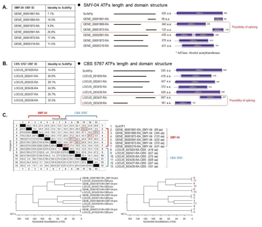 W. subpelliculosus SMY-04와 type strain CBS 5767 균주의 ATF 유전자 검색 결과. (A) 전통 장류 유래 W. subpelliculosus SMY-04 균주의 ATF 후보 단백질과 모델 효모 S. cerevisiae ATF1 단백질의 상동성 및 도메인 비교 분석 결과 (B) W. subpelliculosus type strain CBS 5767 균주의 ATF 후보 단백질과 모델 효모 S. cerevisiae ATF1 단백질의 상동성 및 도메인 비교 분석 결과 (C) W. subpelliculosus SMY-04 균주와 type strain CBS 5767 균주의 ATF 후보 단백질들의 상동성 및 유연관계　분석 결과