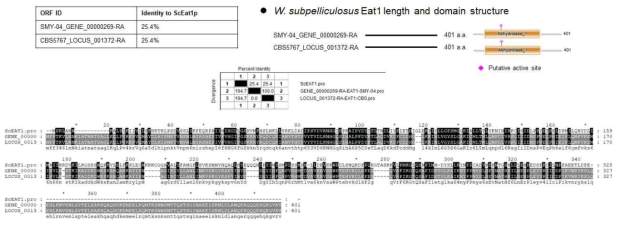 W. subpelliculosus SMY-04와 type strain CBS 5767 균주의 EAT1 유전자 검색 결과