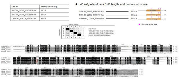 W. subpelliculosus SMY-04와 type strain CBS 5767 균주의 EHT1 유전자 검색 결과