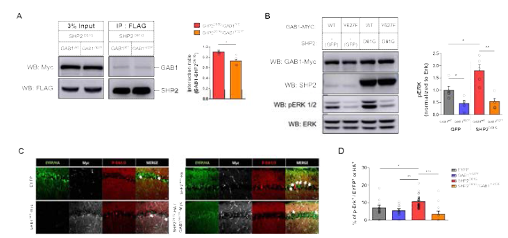 GAB1Y627F을 통한 SHP2-GAB1 결합 감소 및 과도한 signaling 활성저하. (A-B) HEK293T cells. (C-D) mouse brain. GAB1Y627F의 발현에 의해 SHP2D61G-GAB1 결합 감소(A)와 SHP2D61G에 의한 과도한 signaling의 활성이 감소한 것을 확인함(B-D)