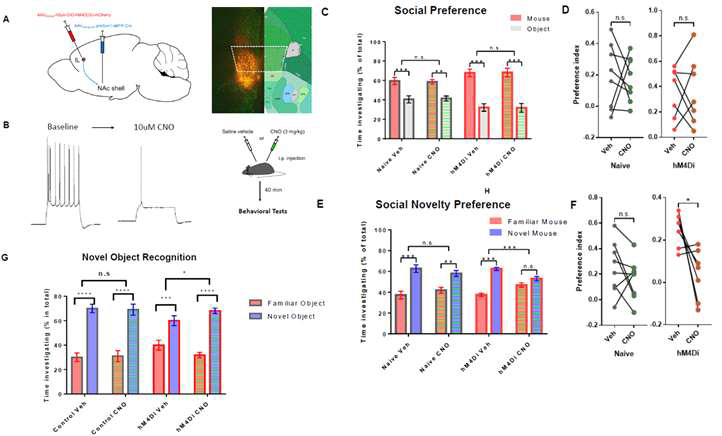 IL에서 NAcSh로 가는 신경세포의 활동이 사회성에 미치는 영향