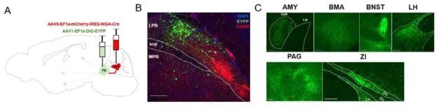 소뇌 핵 신경말단과 연결된 팔곁핵의 분자적 특징 및 투사 뇌영역 확인. (A) 소뇌 핵에 연결된 팔곁핵에 특이적으로 EYFP를 발현시키는 실험 설계. (B) 소뇌→팔곁핵 신경회로에 관여하는 팔곁핵 신경세포는 CGRP-음성임을 확인. (C) 소뇌→팔곁핵 신경회로에 관여하는 팔곁핵 신경세포는 공포에 관련한 다양한 뇌영역에 투사하고 있음을 확인
