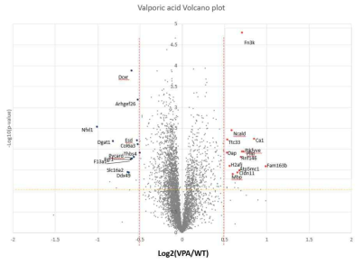 VPA 모델 쥐의 단백체 분석 결과