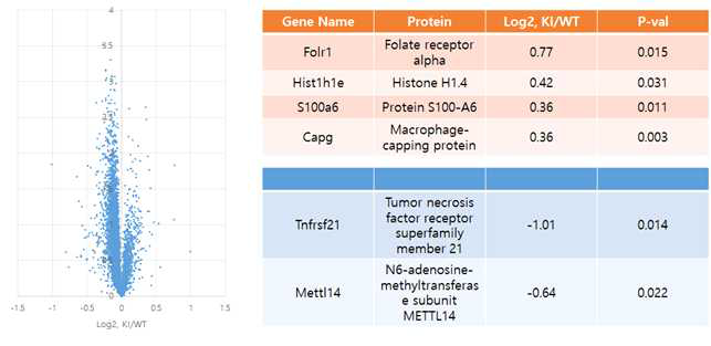 Shp2D61G Knock-In 생쥐 mPFC 단백체 분석결과 요약