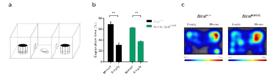 신경 줄기 세포 특이적 BRAFK499E 발현이 사회성에 미치는 영향 a Three-chamber 사회성 테스트의 모식도 b 새로운 생쥐가 있던 컵과 빈 컵을 각각 탐색한 시간 c 생쥐의 움직임을 기록한 heatmap