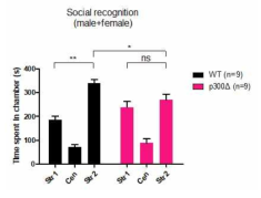 P300 돌연변이 생쥐에서 나타나는 social recognition deficit