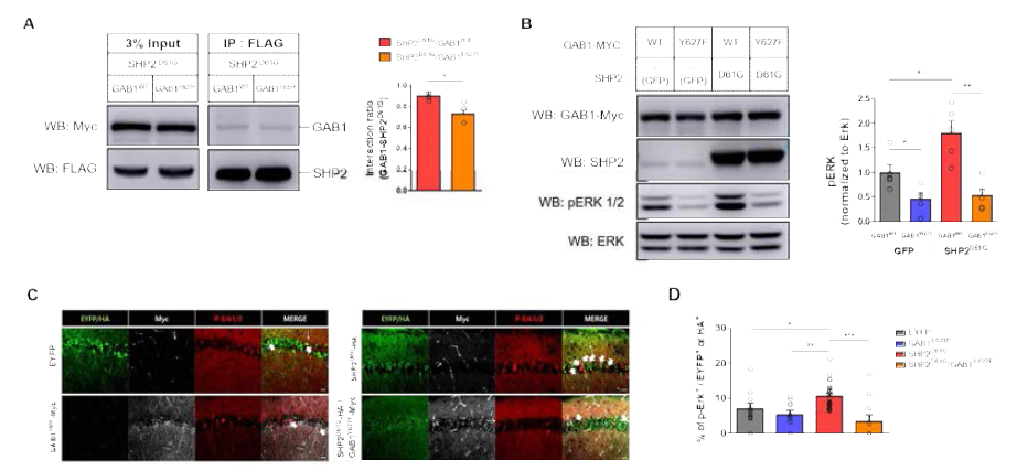 GAB1Y627F을 통한 SHP2-GAB1 결합 감소 및 과도한 signaling 활성 저하. (A-B) HEK293T cells. (C-D) mouse brain. GAB1Y627F의 발현에 의해 SHP2D61G-GAB1 결합 감소(A)와 SHP2D61G에 의한 과도한 signaling의 활성이 감소한 것을 확인함(B-D)