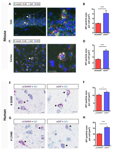 마우스와 human 조직에서 세포타입 특이적인 NF1의 mRNA양. 마우스와 휴먼조직에서 모두 억제성 신경세포보다 흥분성 신경세포에 NF1의 mRNA 발현양이 높은 것을 확인함. (A-D) 마우스 조직 (E-H) human 조직