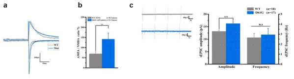 돌연변이 SHP2의 발현이 생쥐의 전기 생리학적 표현형에 미치는 영향. a,b Evoked NMDAR to AMPAR ratio가 대조군에 비해 SHP2 돌연변이 그룹에서 유의하게 증가되어 있었음. c Spontaneous AMPAR 매개 EPSCs의 amplitude가 대조군에 비해 SHP2 돌연변이 그룹에서 유의하게 증가되어 있었음